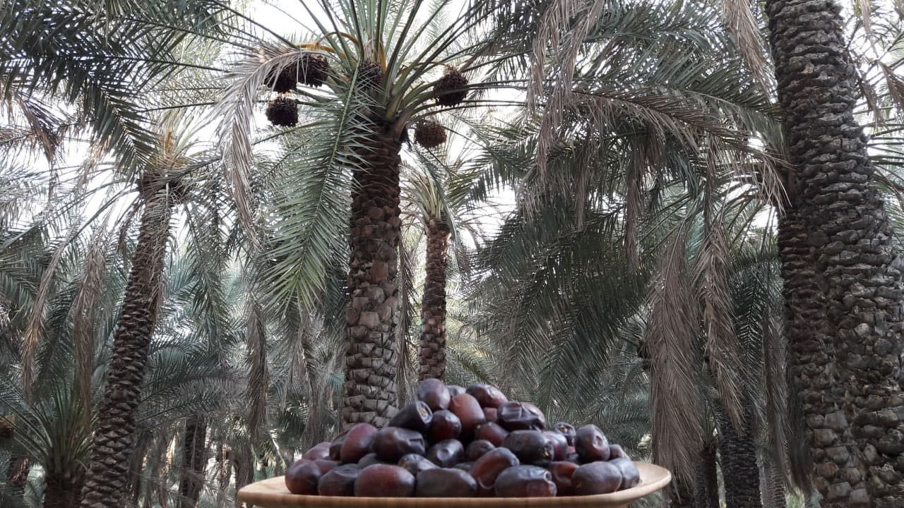 Al-Qassim, where the sun and the sand do most of the work.